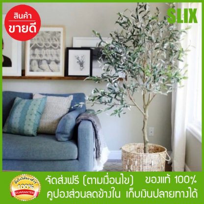 ต้น มะกอก Olea Europaea “Kalamata” ต้น มะกอก ส่งด่วน Kerry เก็บเงินปลายทางได้