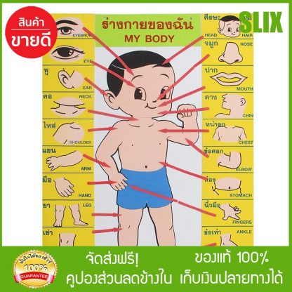 ภาพชุดการเรียน ร่างกายของฉัน รุ่น SCI 4017 สื่อการสอน  กดติดตามร้านค้ารับส่วนลด เก็บเงินปลายทางได้